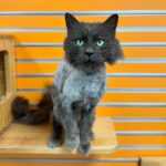 downloadgram.org_491445762_18454540609072566_7724056176960905945_n