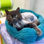 downloadgram.org_491452928_18454540621072566_4846109158185337056_n