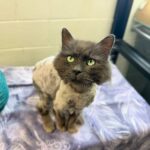 downloadgram.org_491464248_18454540633072566_264193578180181653_n