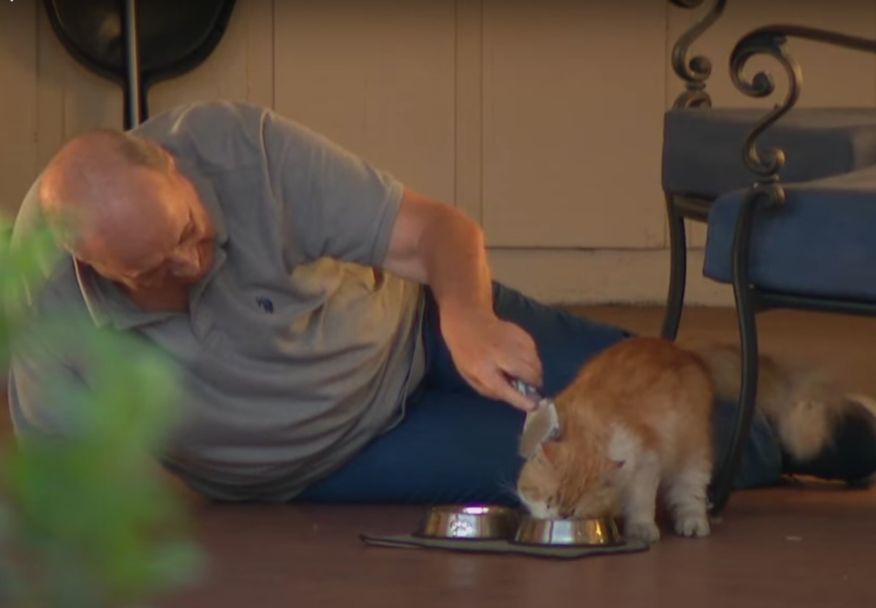 Un bărbat își periază pisica în timp ce această mănâncă.