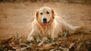 Un câine din rasa Golden Retriever stă în iarbă.