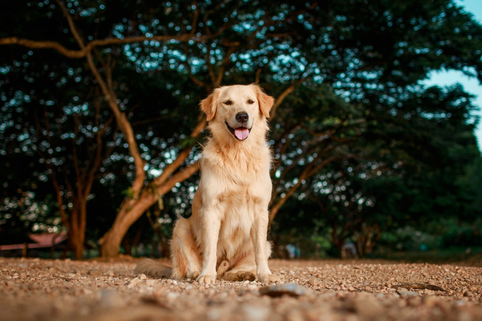 Câine din rasa Golden Retriever care stă pe pajiște.