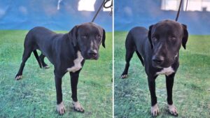 cainele Gonzalo de la ASPA Bucuresti