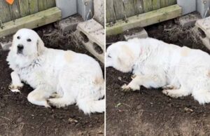 o catelusa a sapat o groapa in care sa fete