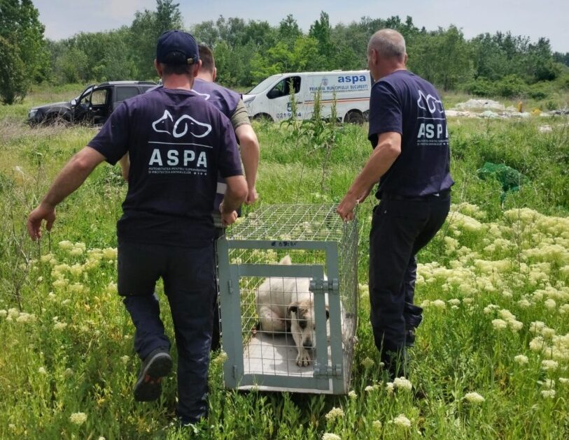 Angajați ASPA transportă un câine într-o cușcă.