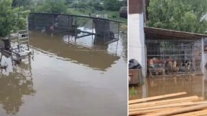 inundatii adapost animale