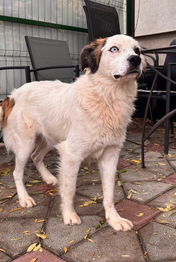 catelul Jamie asteapta o familie