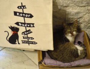 Pisică stând lângă un banner.