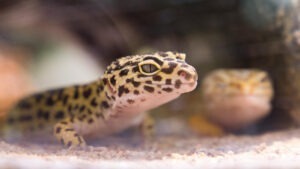 Leopard Gecko în terariu.