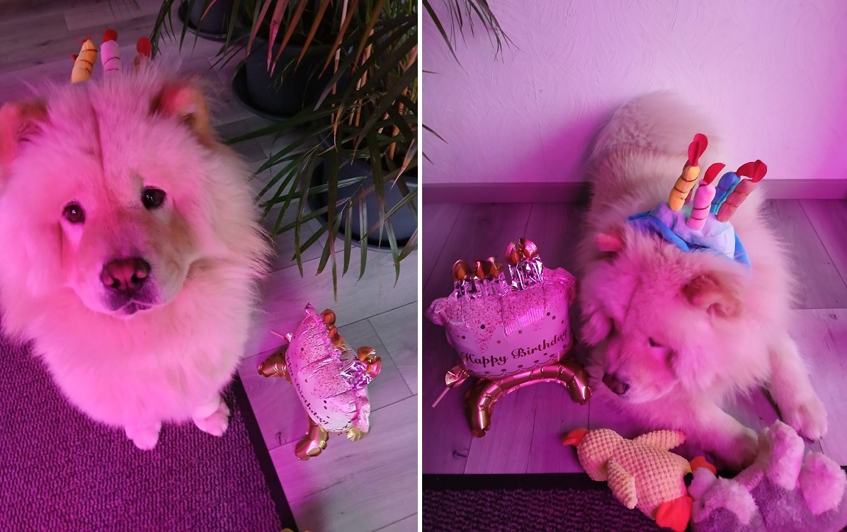 cainele Hugo care arata ca un leut