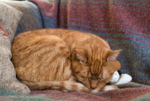 pisica doarme pe canapea