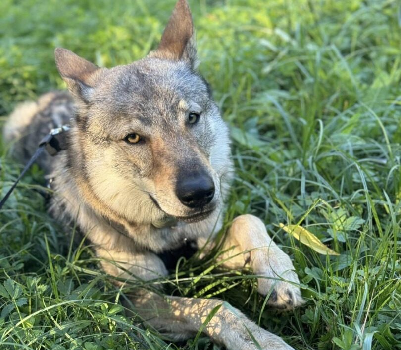 Câine Lup cehoslovac