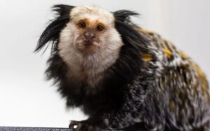 Maimuță marmoset.