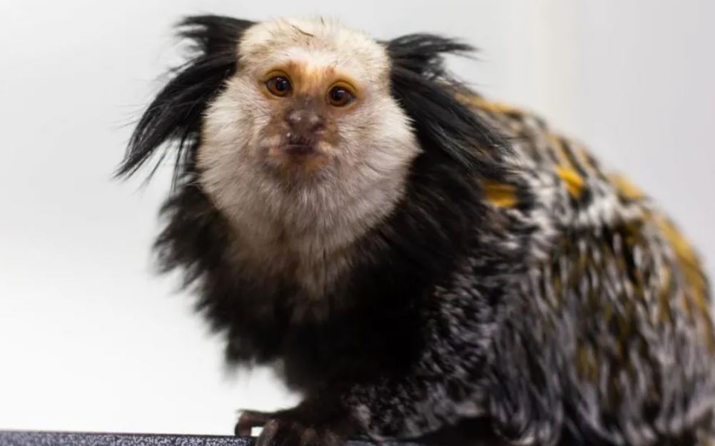 Maimuță marmoset.