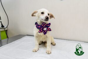 Masha de la Adapostul Speranta