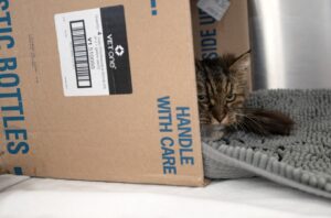 Pisică în cutie de carton.