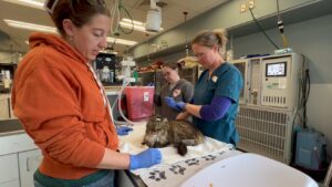 O pisică primește îngrijiri medicale.