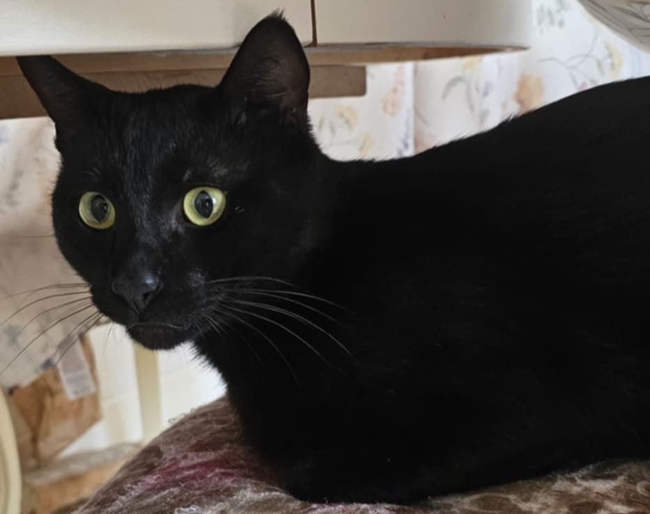 un motan negru sta in pat