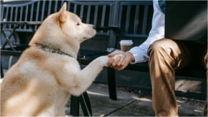 Un om și un câine dau mâna.