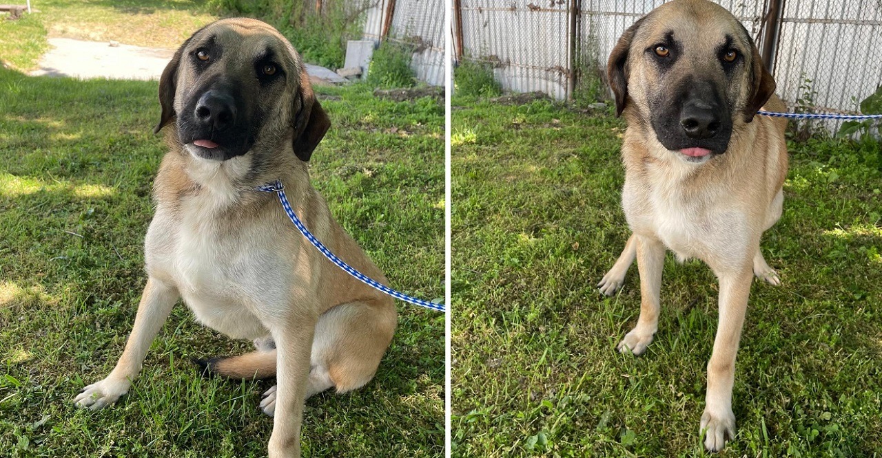 cainele Oscar de la ASPA