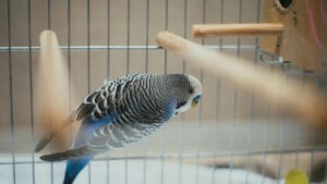 Papagal care stă în colivie.