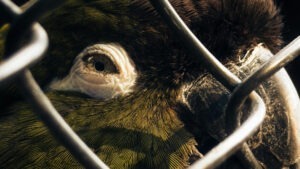 Papagal trist în colivie.