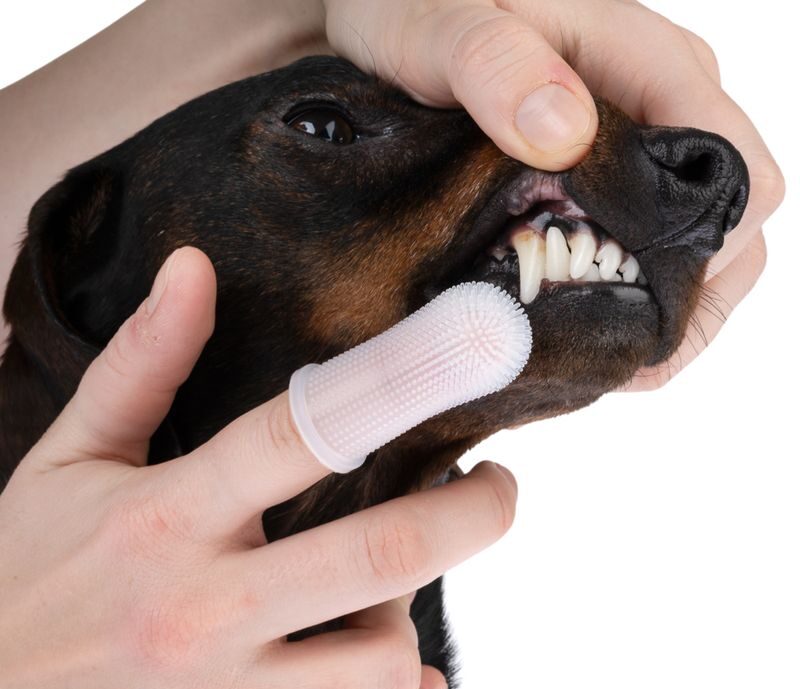 Câine periat pe dinți.