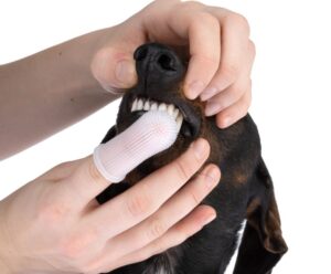 Câine periat pe dinți.