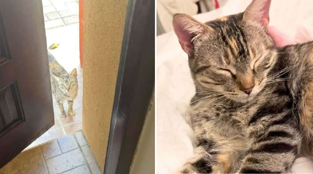 pisica adoptata in vacanta