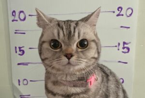 o pisica a fost arestata in Thailanda