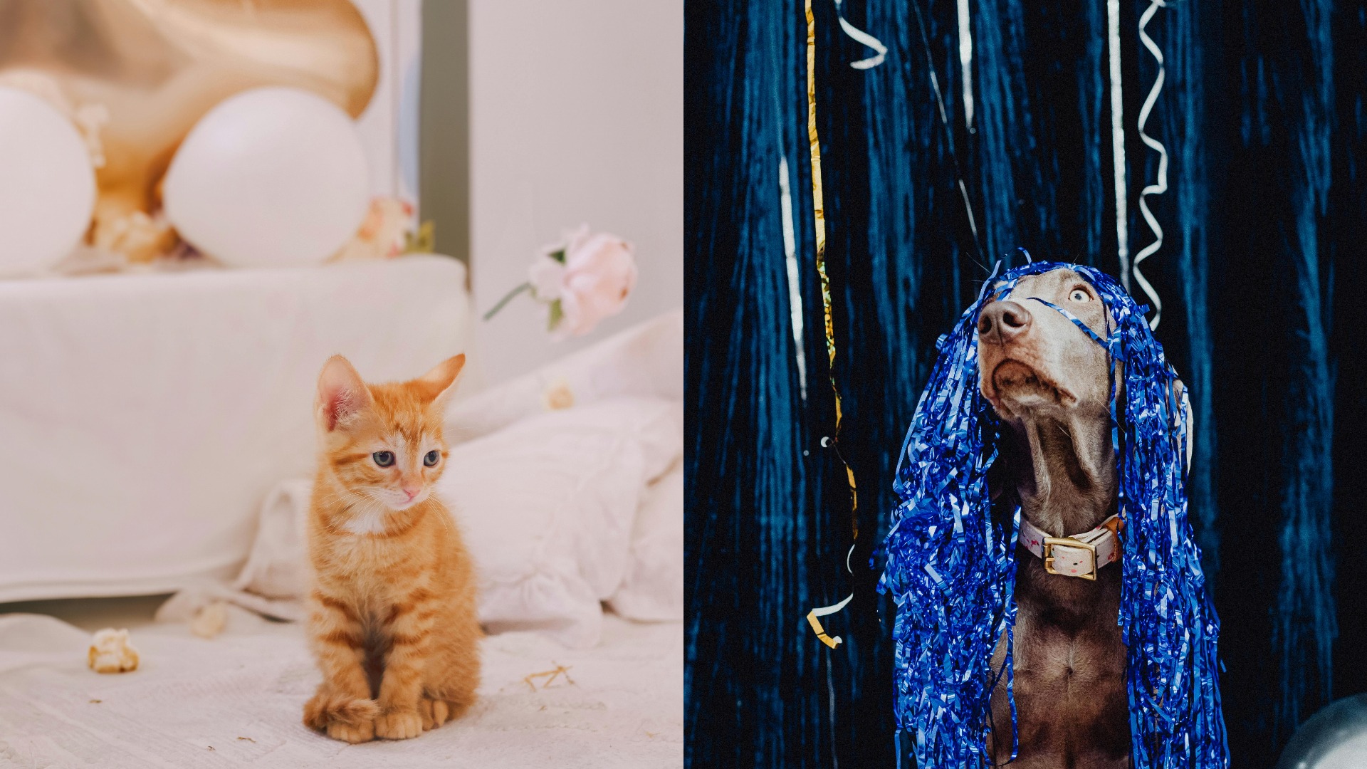 Colaj foto cu o pisică și un câine care se află în mijlocul unei petreceri.