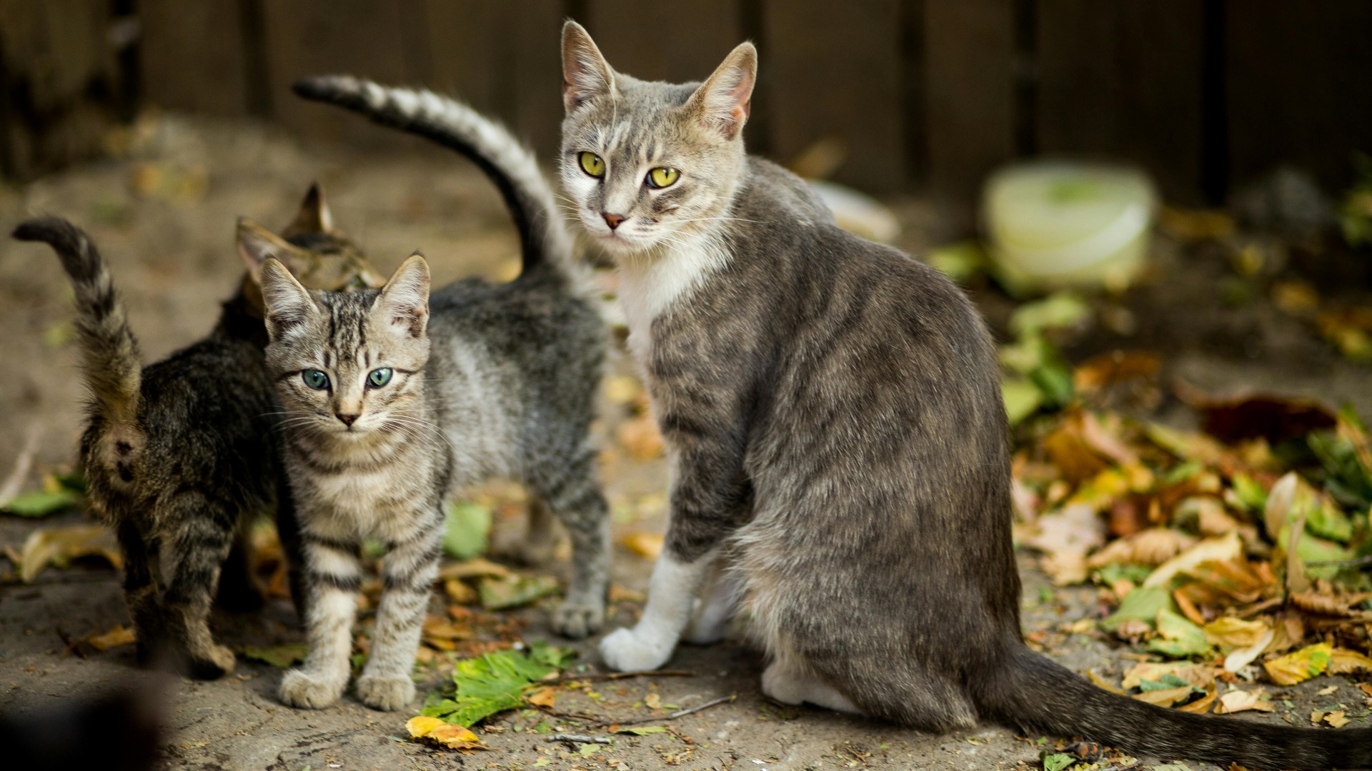 Pisică alături de puii ei.