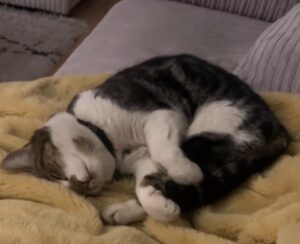 O pisică doarme pe canapea.