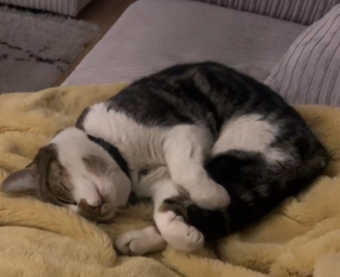 O pisică doarme pe canapea.