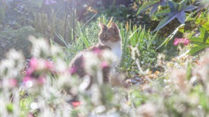 O pisică se află în grădina din curte, printre flori.
