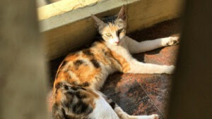 O pisică colorată se odihnește la soare în balcon.