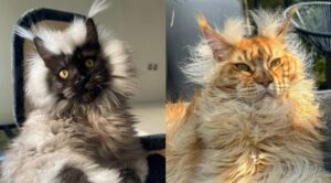 o pisica Maine Coon arata spectaculos