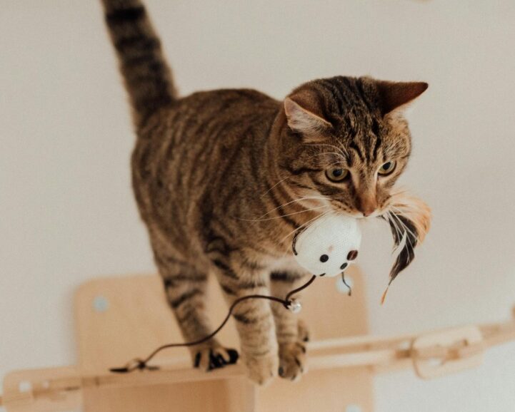 O pisică se joacă cu o jucărie specială.