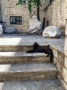 Pisică neagră stândpe scări.