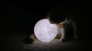 O pisică stă încolăcită în jurul unei lămpi în forma Lunii și se uită curioasă la aceasta.