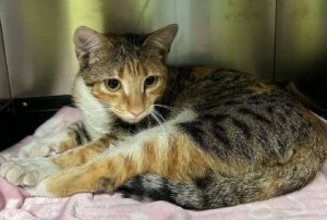 o pisica fara stapan