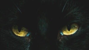 Pisică neagră cu ochii verzi.