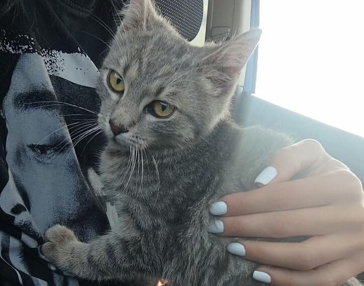 Pisică ținută în brațe.