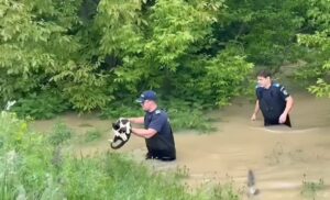 Pisică salvată de jandarmi din apa unui râu