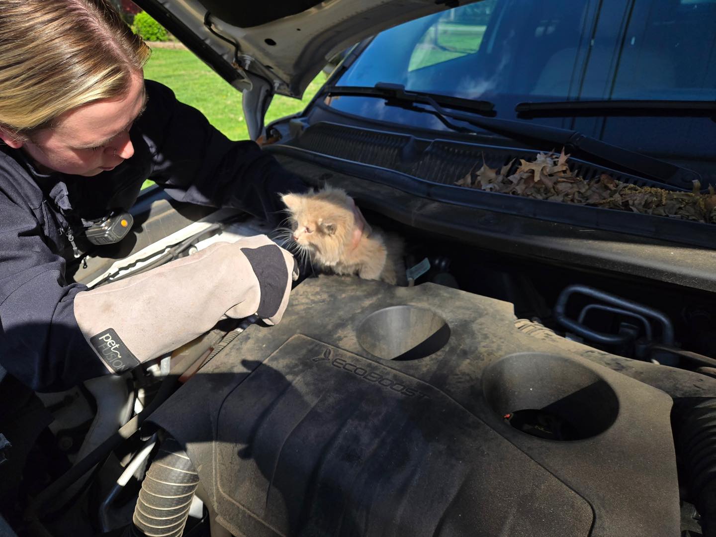 O femeie scoate o pisică de sub capota unei mașini.