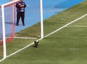 Pisică pe un teren de fotbal.