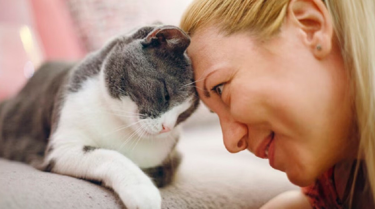 pisica se alinta langa stapana