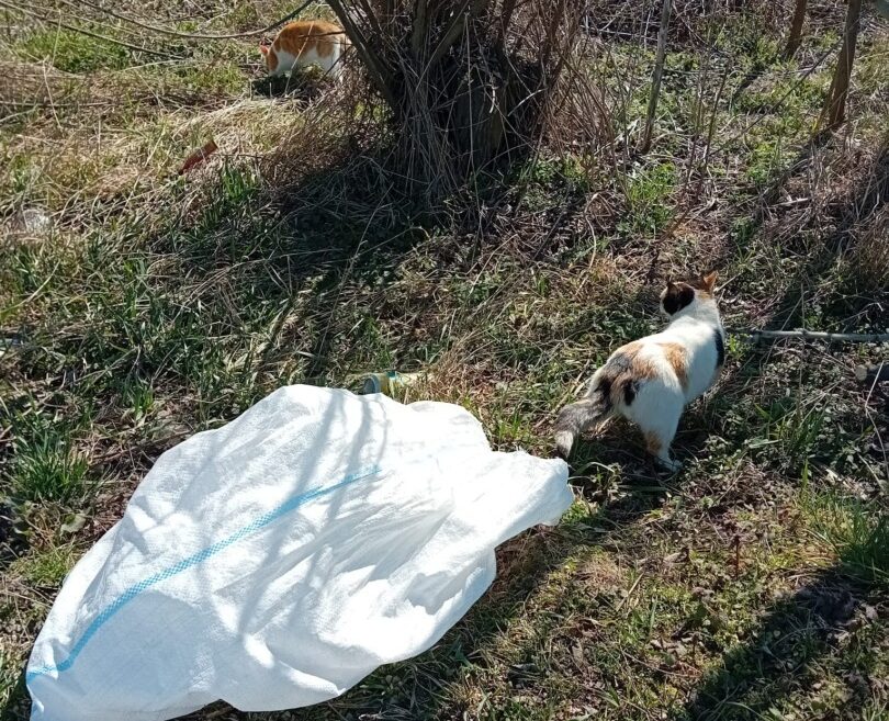 O pisică abandonată iese din sac.