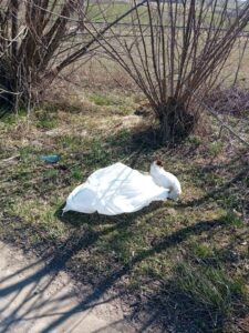 O pisică abandonată iese din sac.