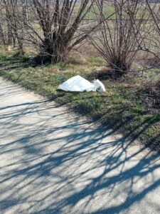 O pisică abandonată iese din sac.